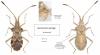 Centrocoris spiniger